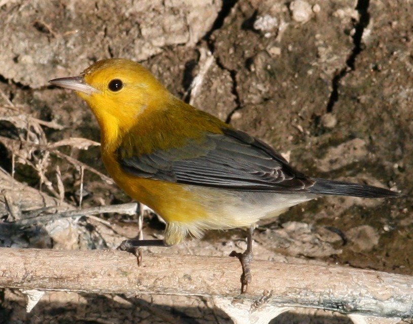 Prothonotary Warbler - ML124661091
