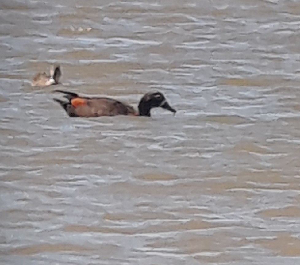 Australian Shelduck - ML124661581