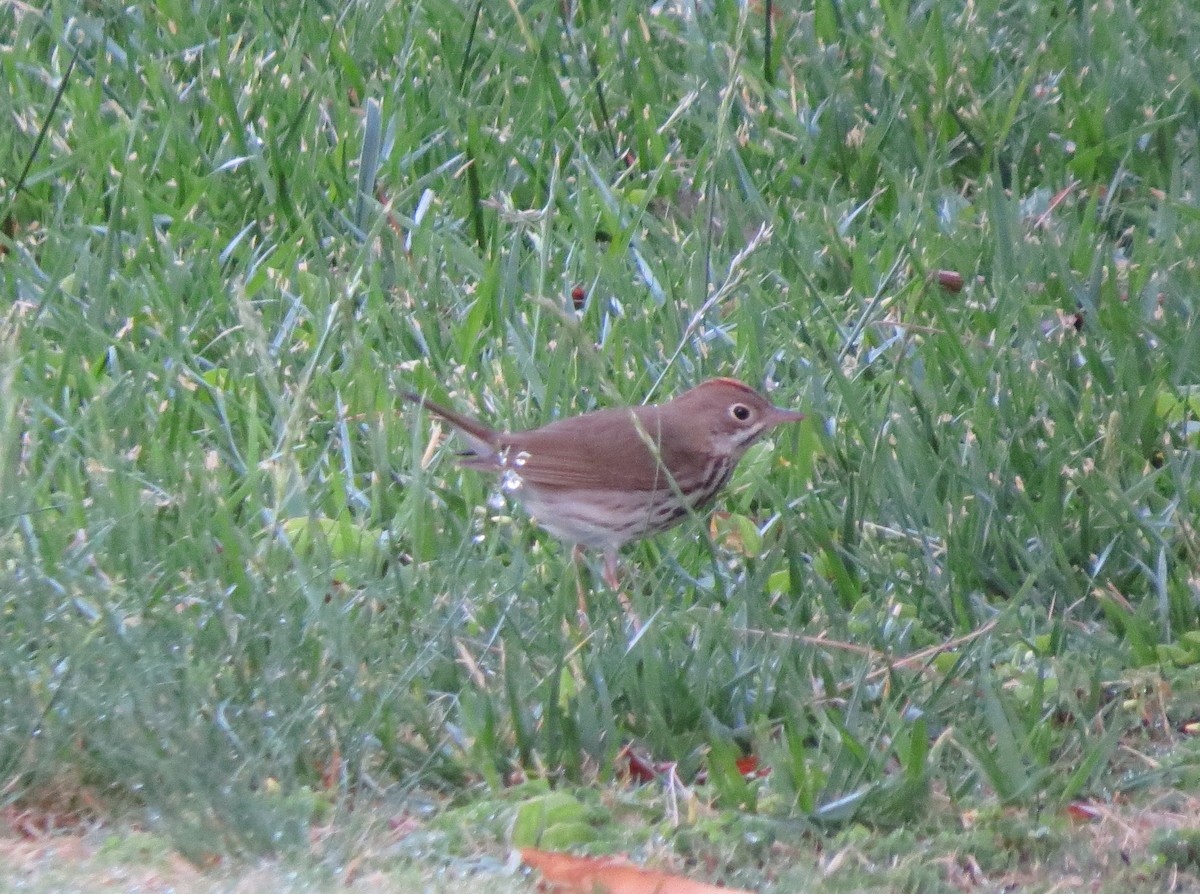 Ovenbird - ML124661811