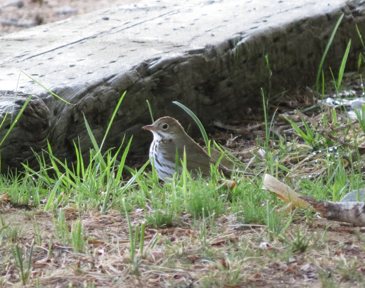 Ovenbird - ML124661821