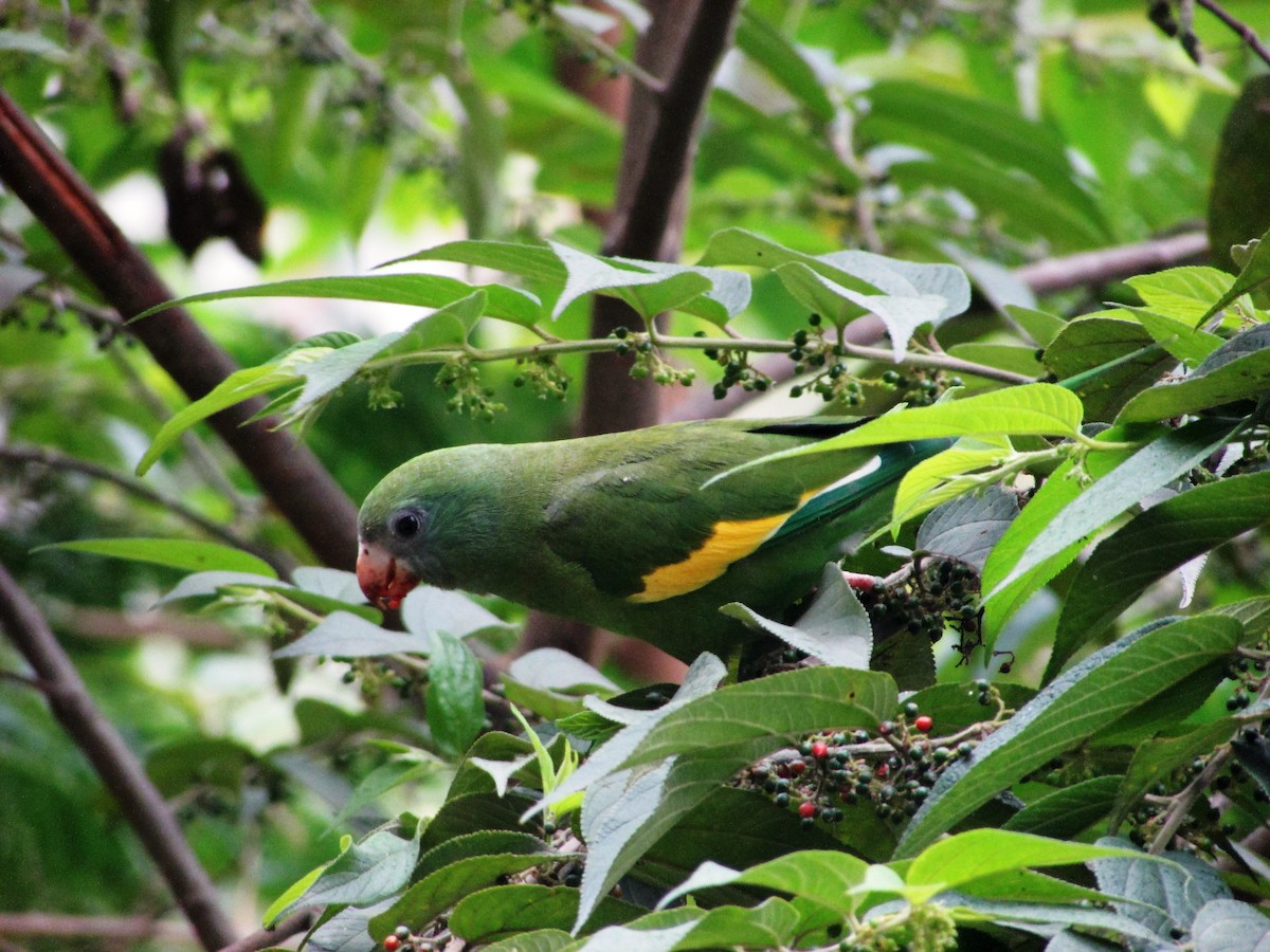 White-winged Parakeet - ML124662241