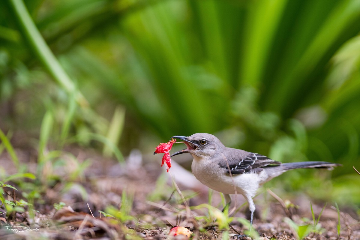 Tropical Mockingbird - Frantz Delcroix (Duzont)