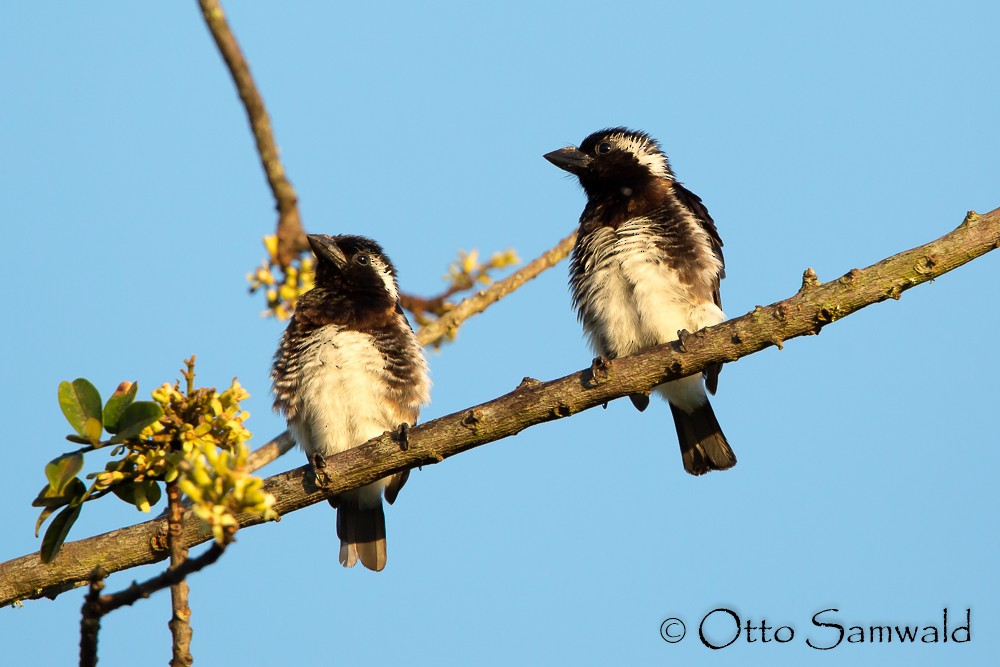 White-eared Barbet - ML124662291