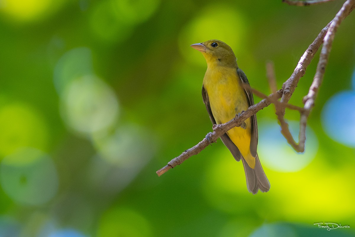 Scarlet Tanager - ML124663481