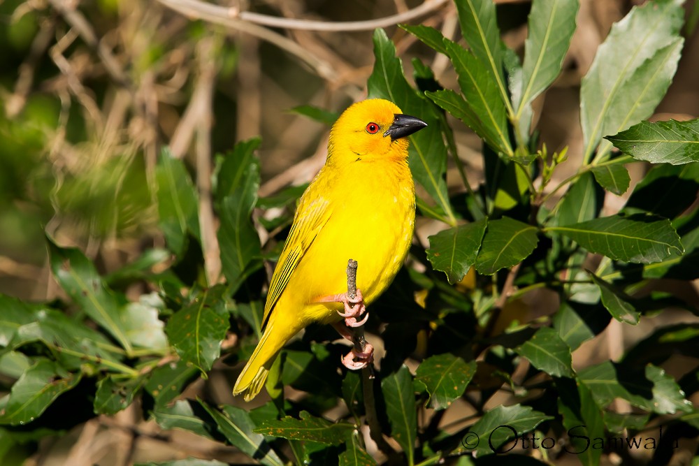 African Golden-Weaver - ML124664441