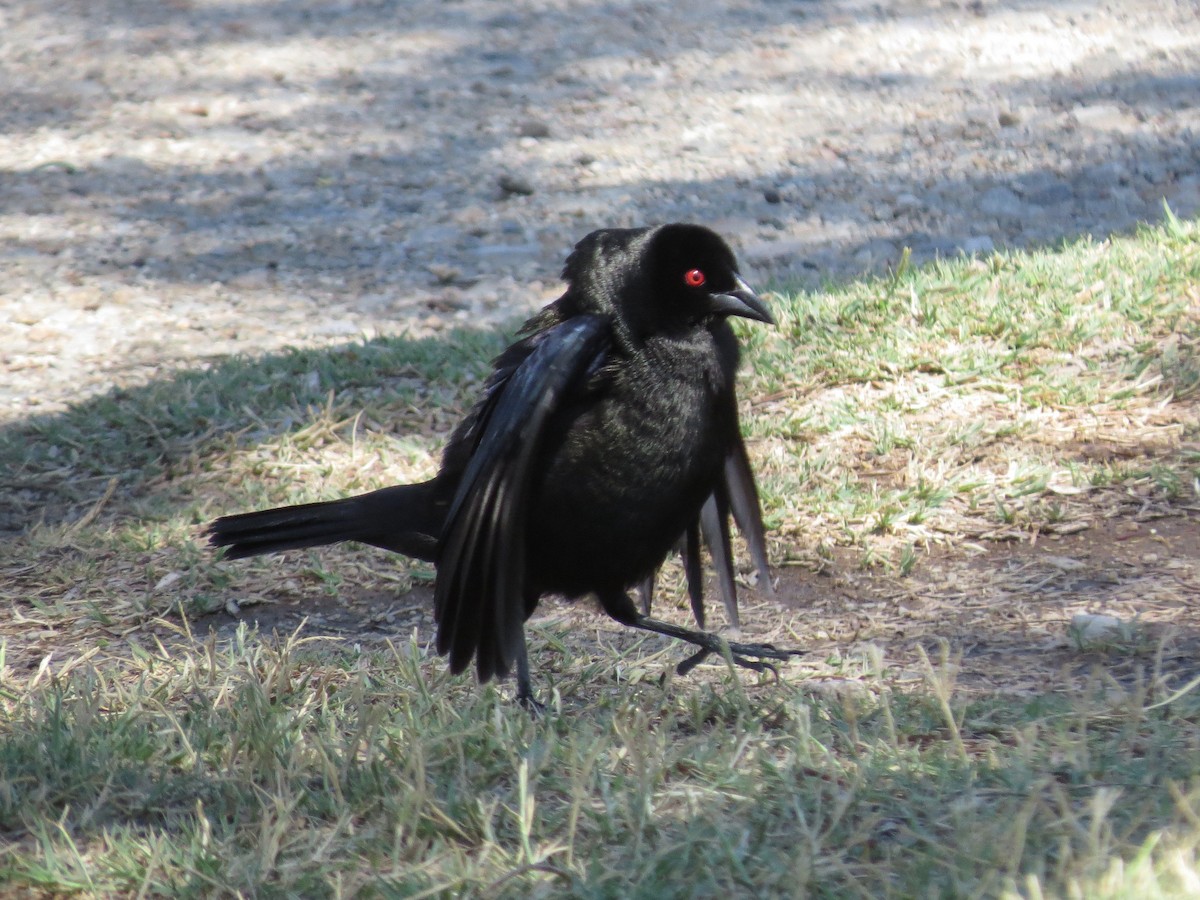 Bronzed Cowbird - Brittany O'Connor