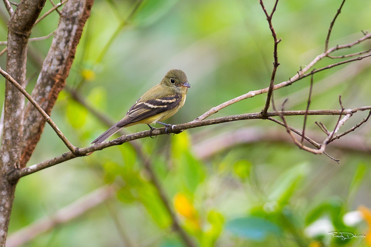 Yellow-bellied Flycatcher - Frantz Delcroix (Duzont)