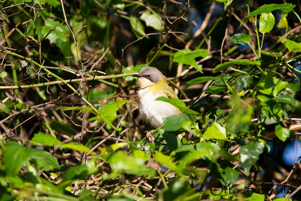 Rudd's Apalis - ML124664871