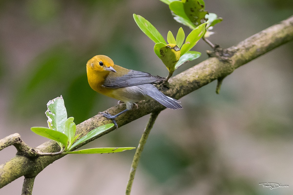 Prothonotary Warbler - ML124665421