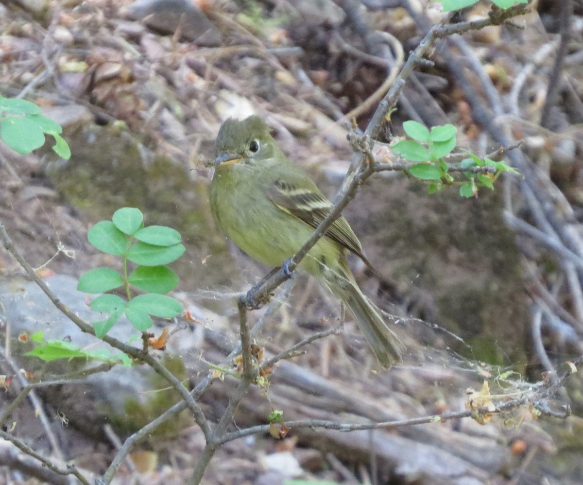 Western Flycatcher (Cordilleran) - ML124666041