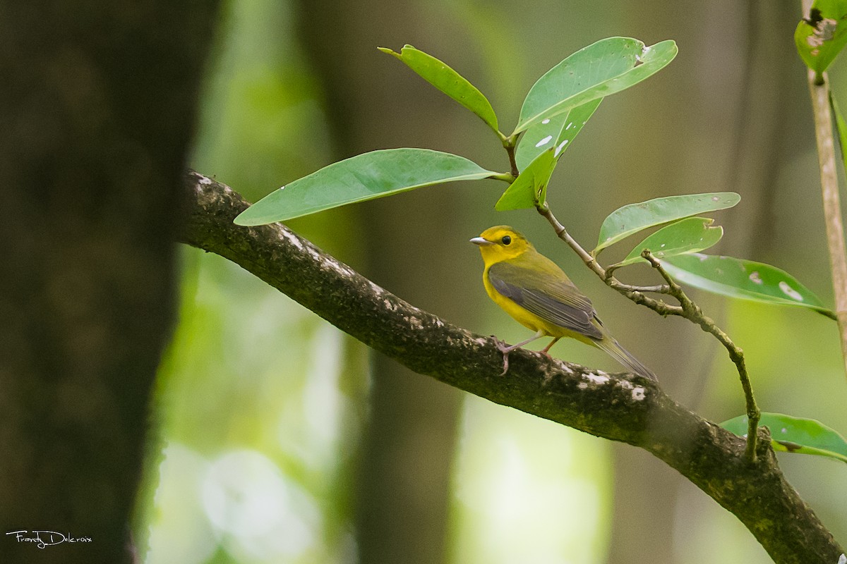 Hooded Warbler - Frantz Delcroix (Duzont)