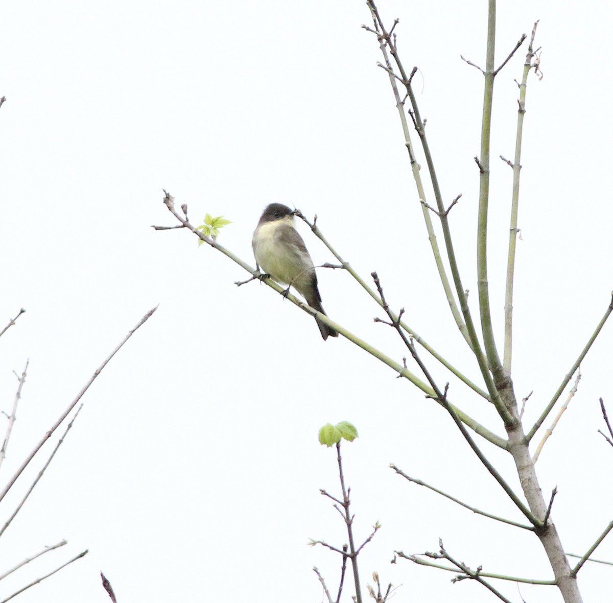 Eastern Phoebe - ML124666401