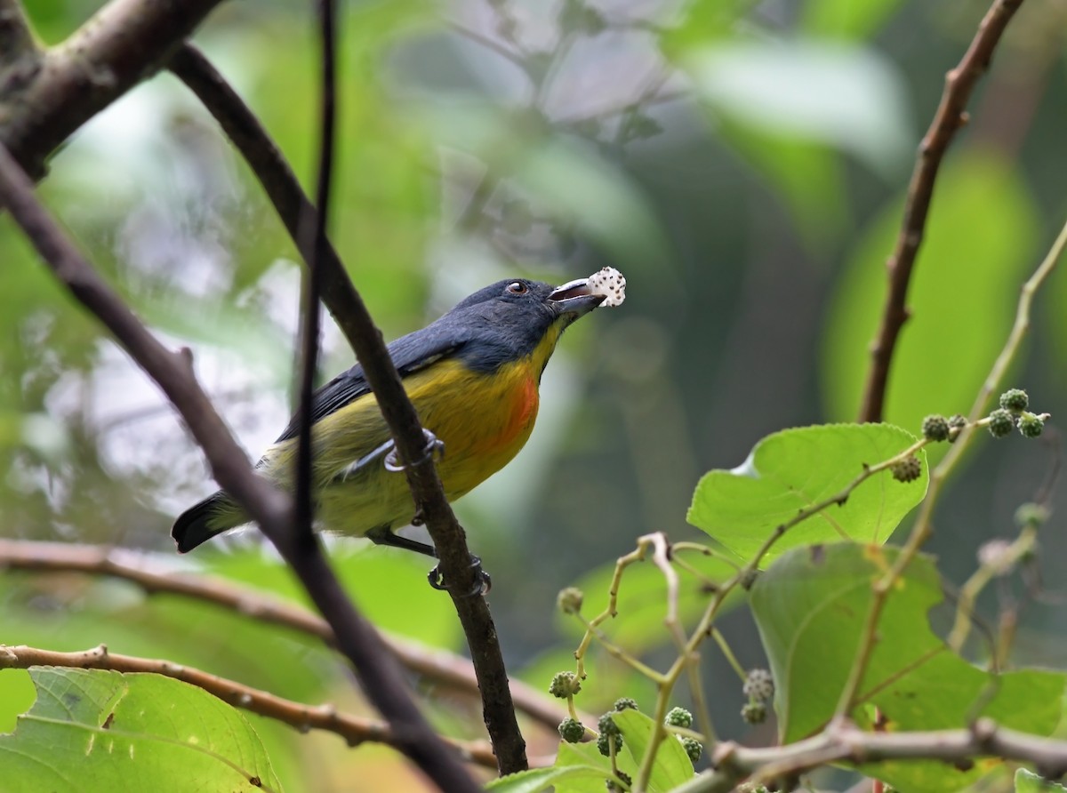 Yellow-rumped Flowerpecker - Joshua Vandermeulen