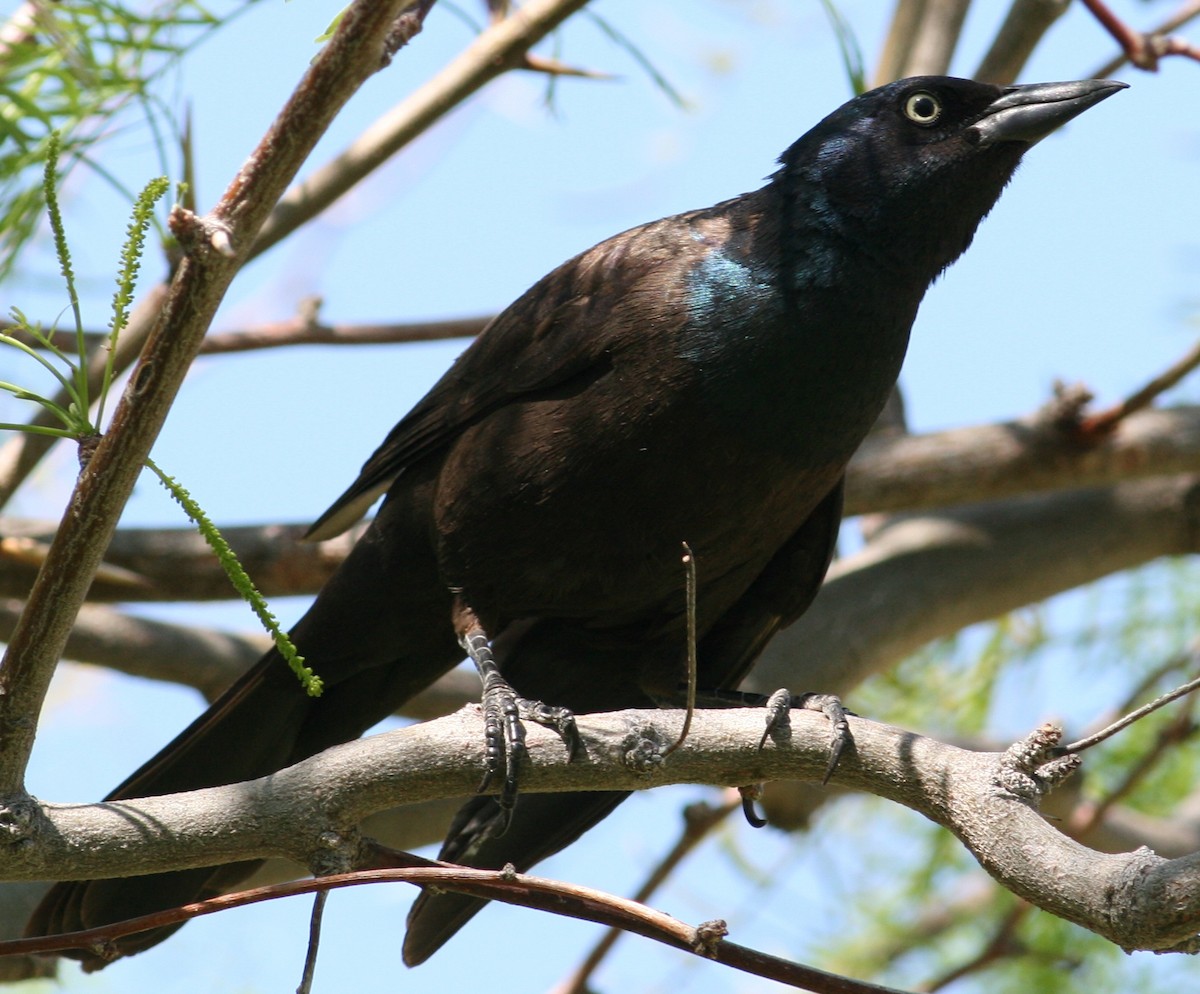 Common Grackle - Tom Benson