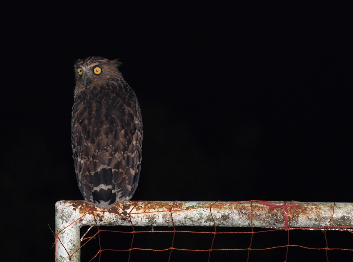 Buffy Fish-Owl - ML124667591