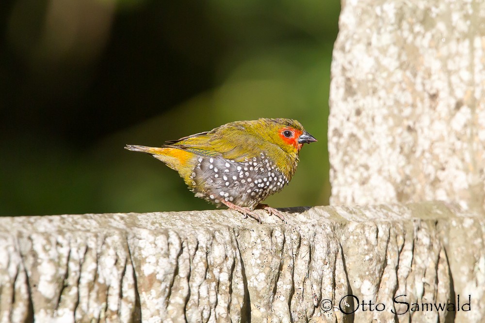 Green-backed Twinspot - ML124668321