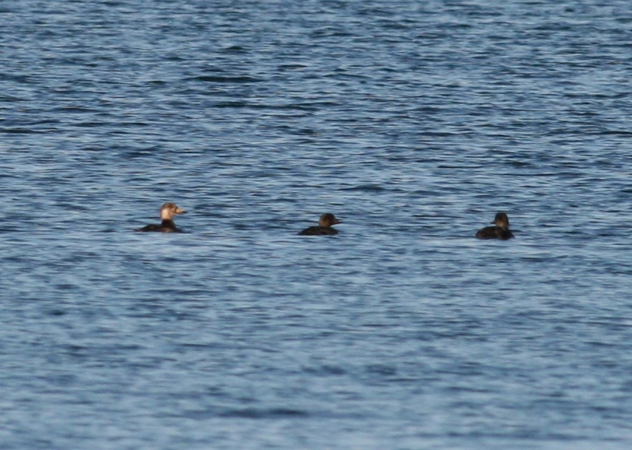 Black Scoter - ML124669281