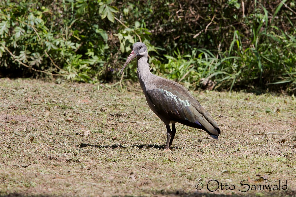 ibis hagedaš - ML124669451