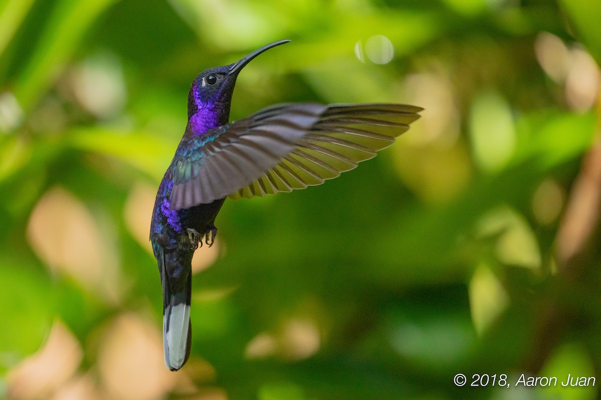 Colibrí Morado - ML124669461