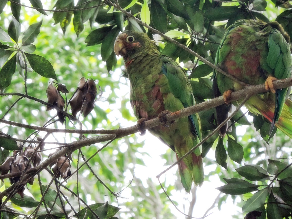 Cuban Parrot (Cayman Is.) - ML124671981