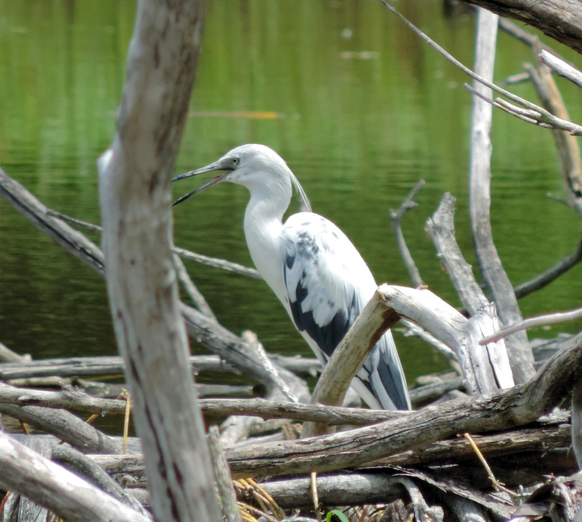 Little Blue Heron - ML124673031