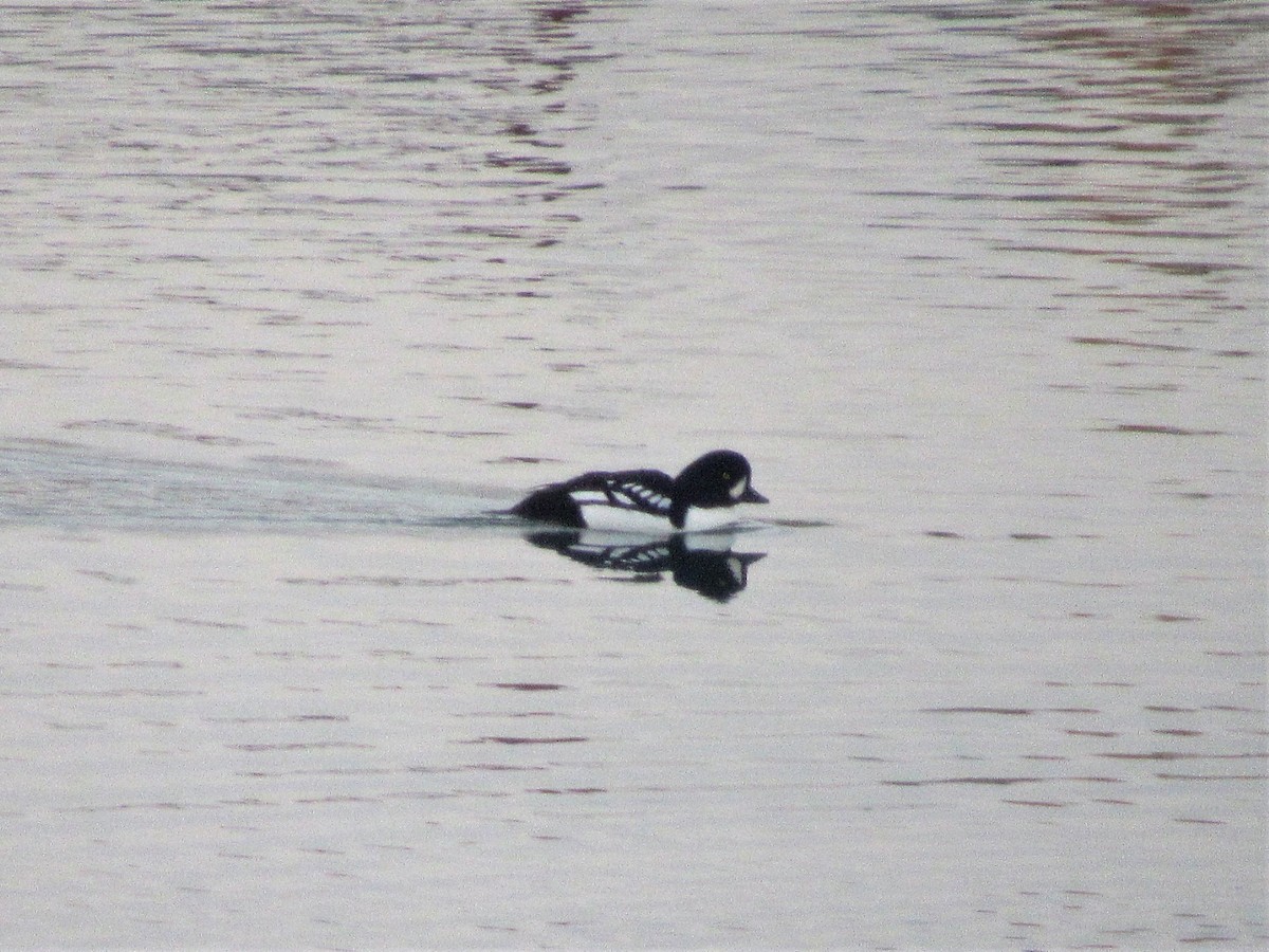 Barrow's Goldeneye - Kaitlyn Strickfaden