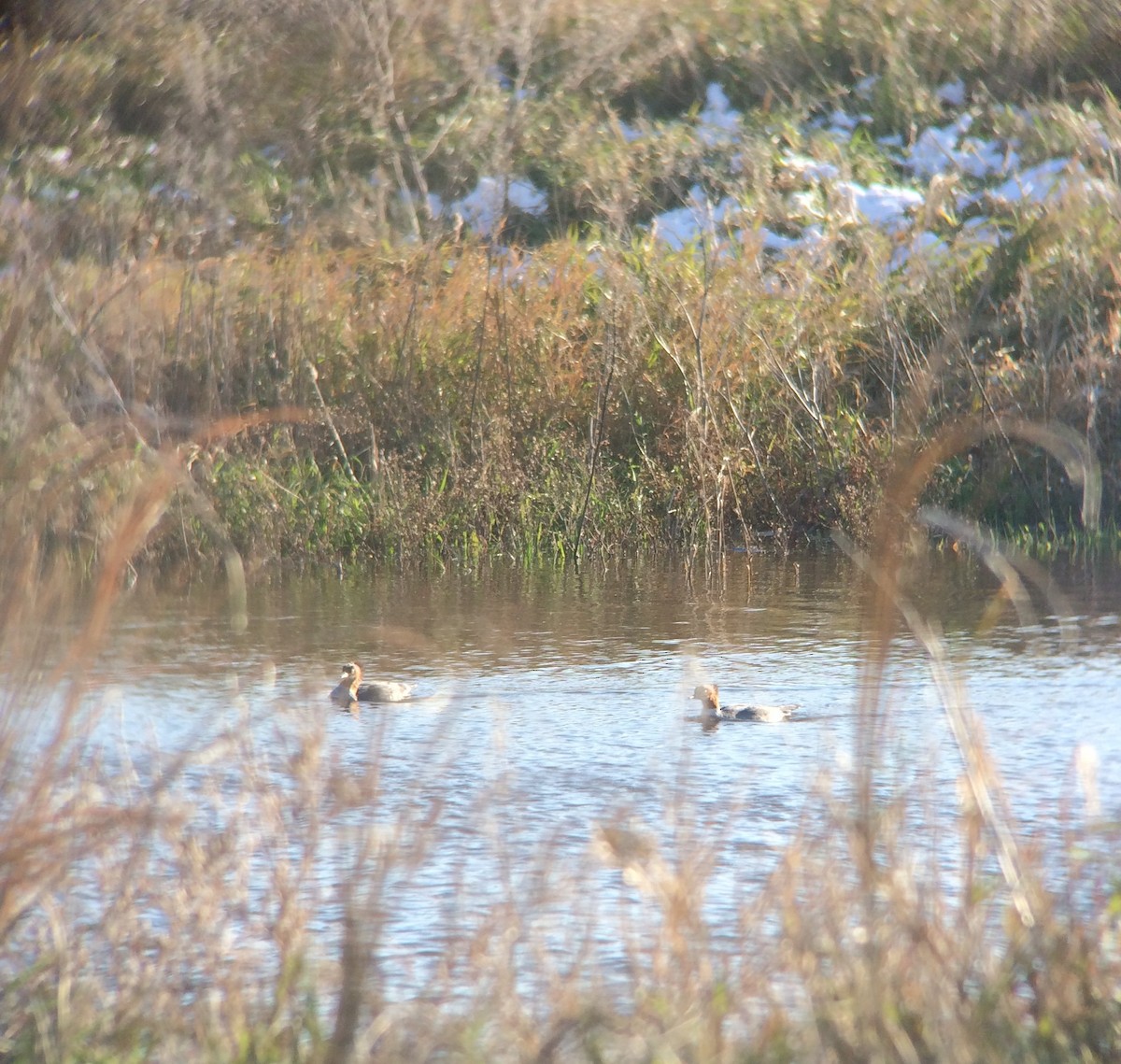 Common Merganser - ML124674901