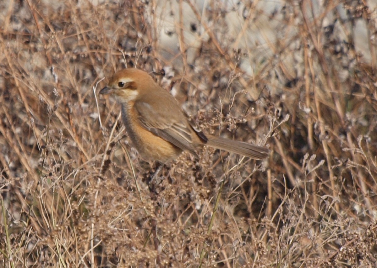 Bull-headed Shrike - ML124676541