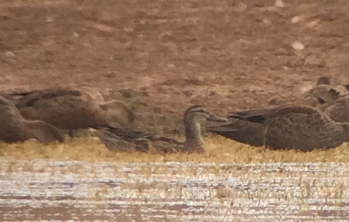 Garganey - Nigel Jackett