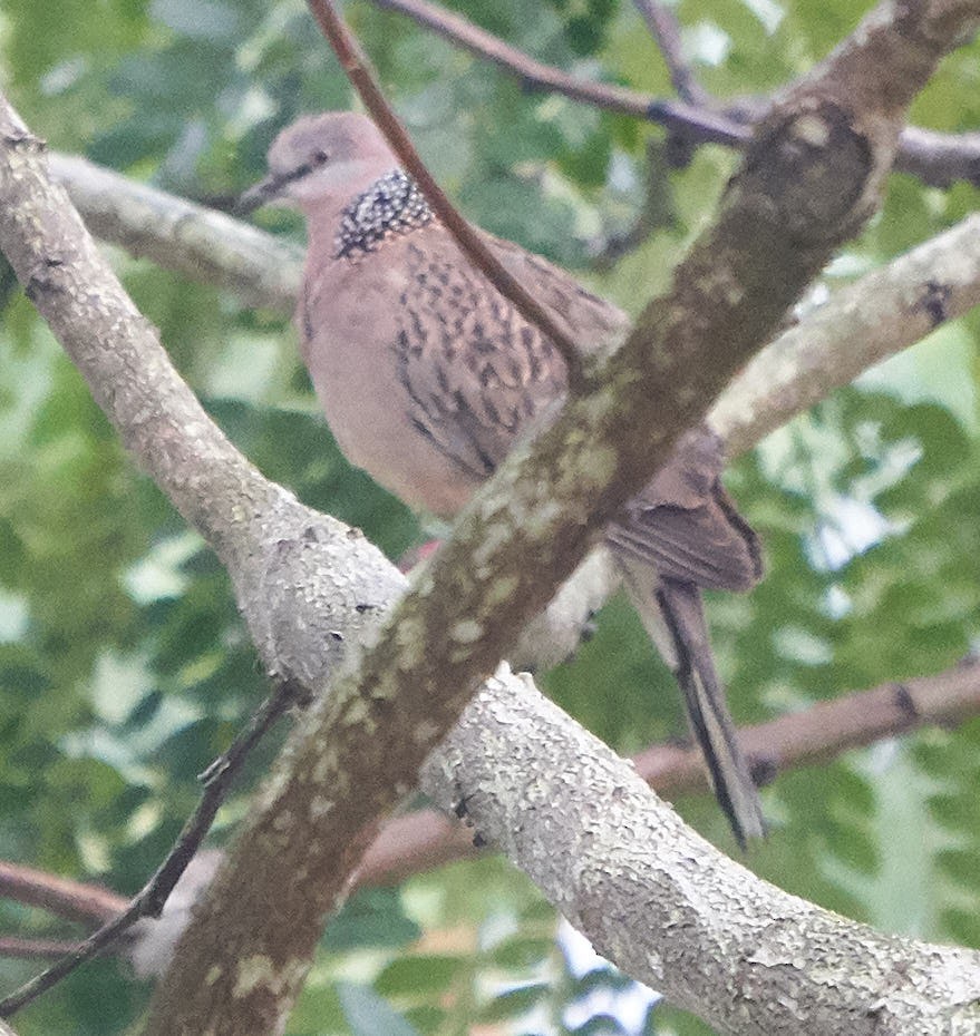 Spotted Dove - ML124678001