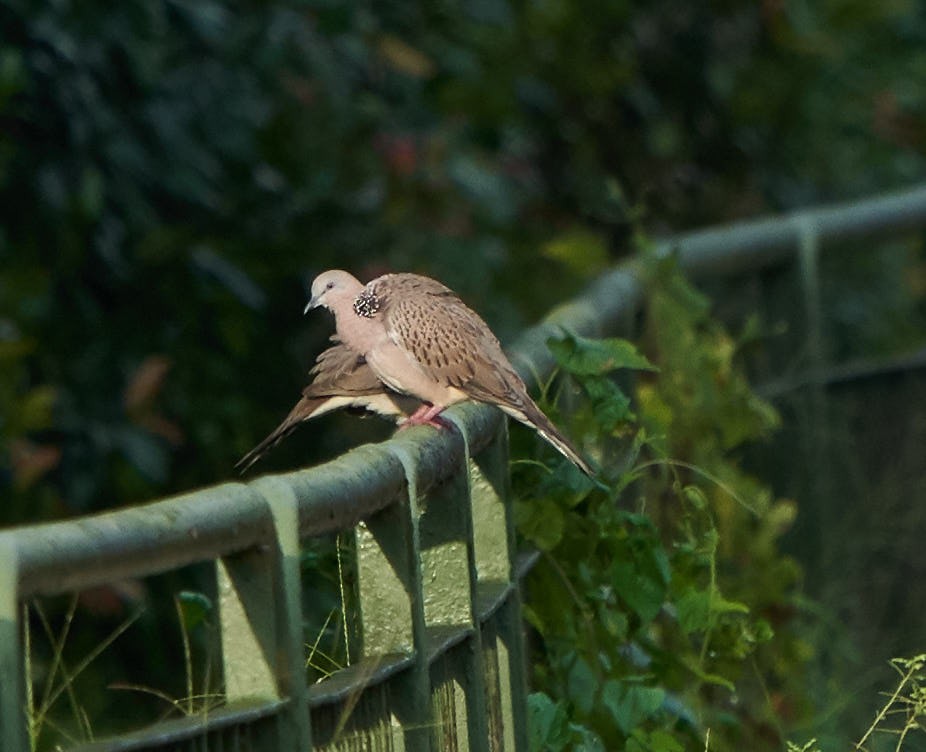 Spotted Dove - ML124678301