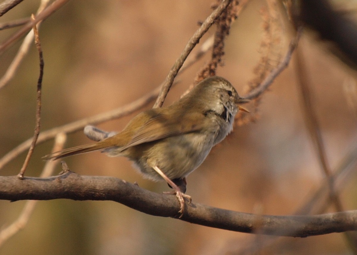 Japanese Bush Warbler - ML124679791