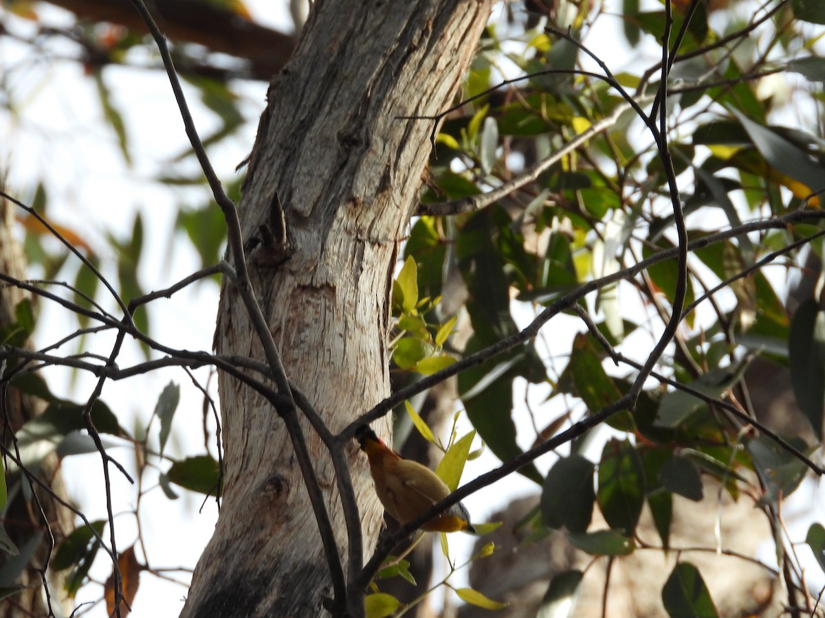 Spotted Pardalote - Jeffrey Crawley