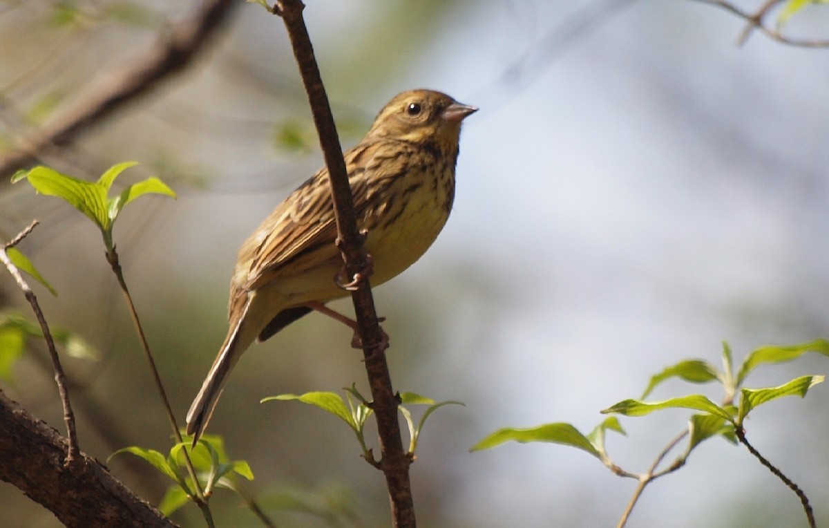 Masked Bunting - Yoshio Akasaka