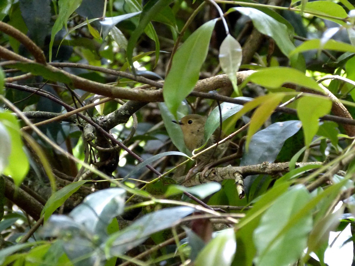 Large-billed Scrubwren - ML124682611