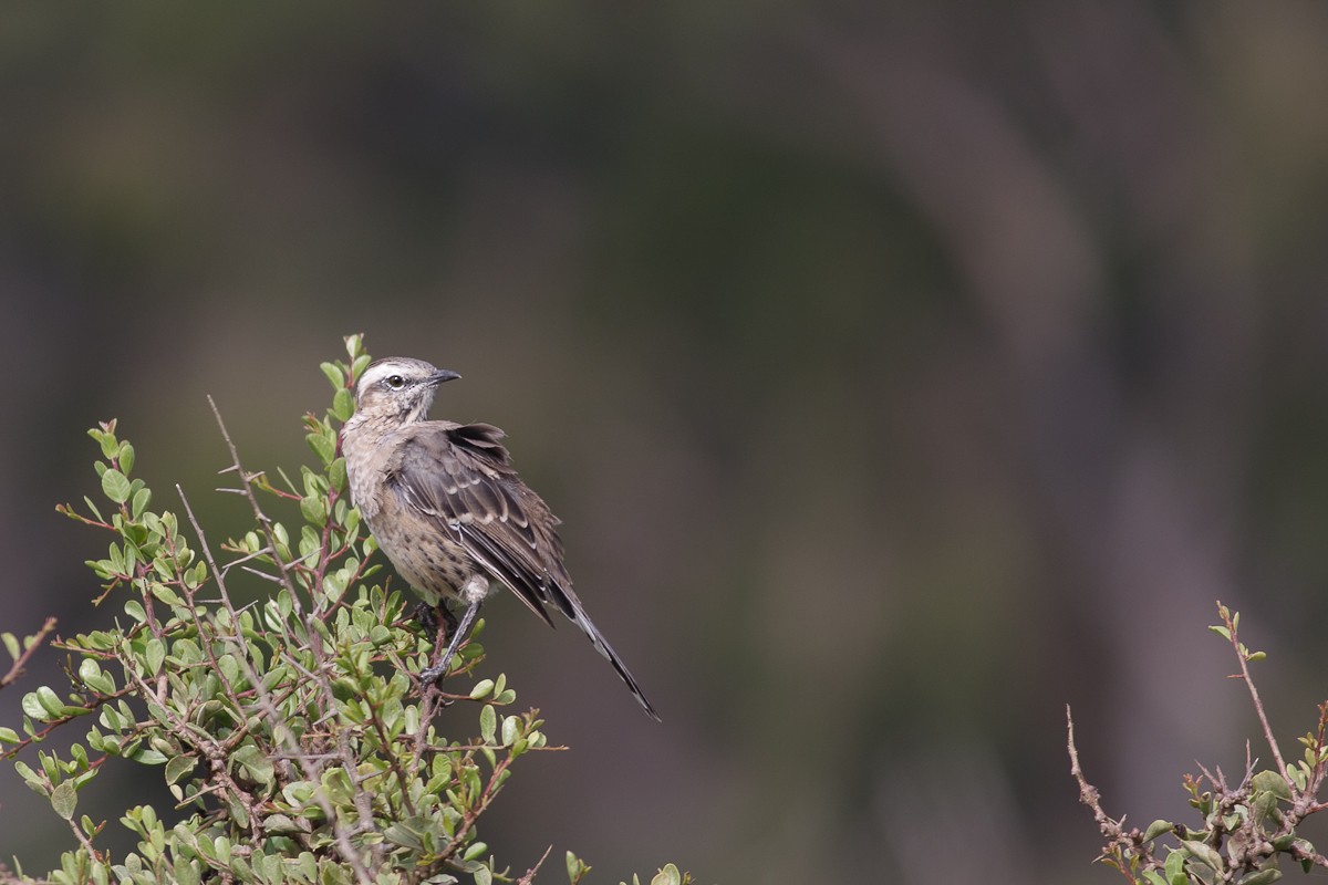 Chilean Mockingbird - ML124683231