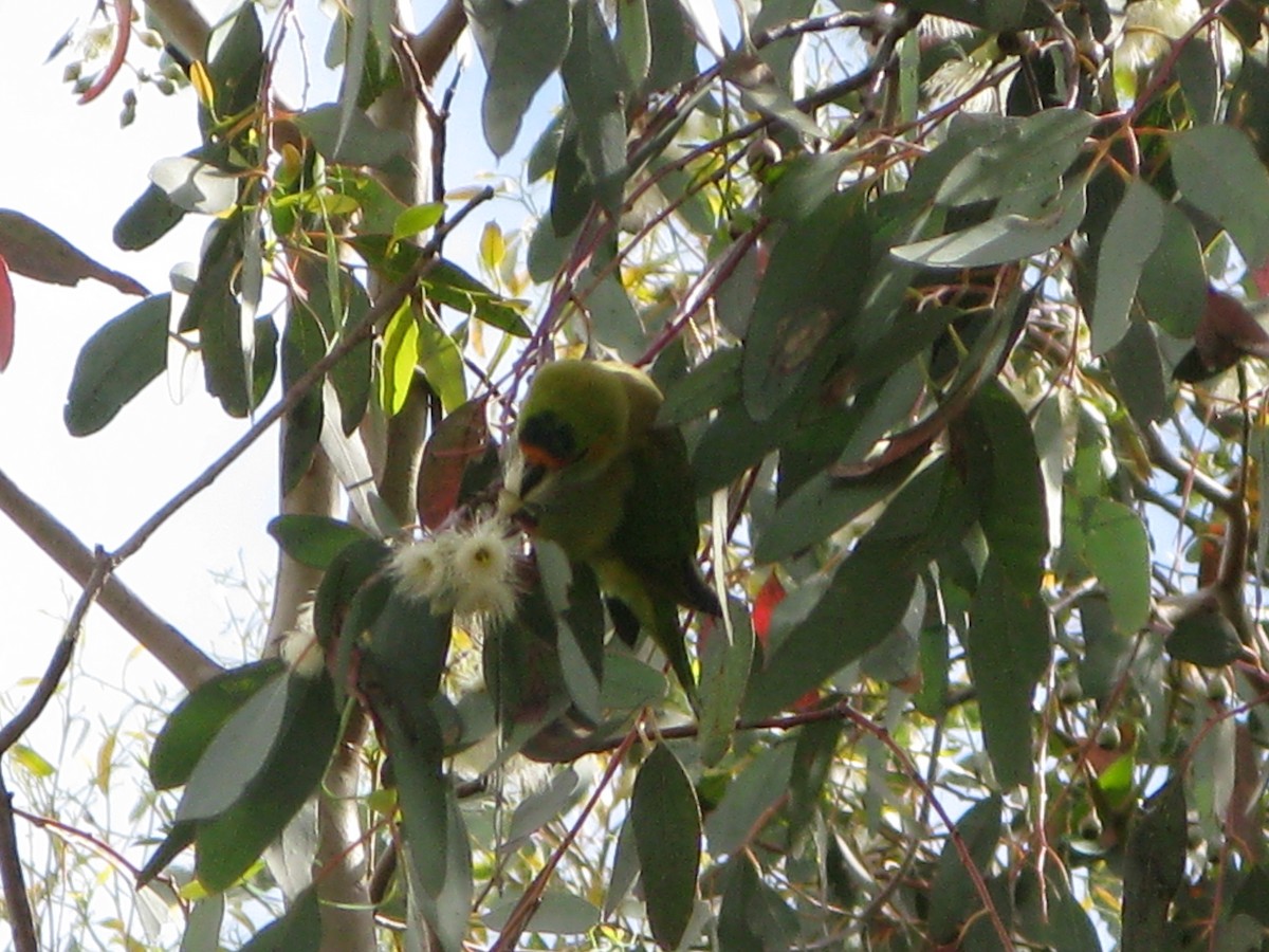 ムラサキガシラジャコウインコ - ML124683281