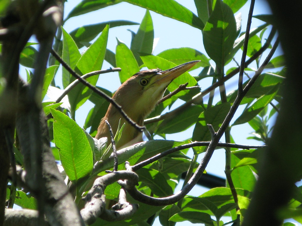 Avetorillo Australiano - ML124683601