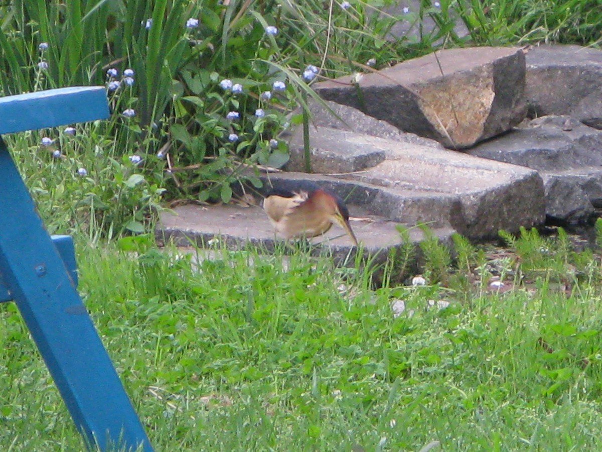 Black-backed Bittern - ML124683821