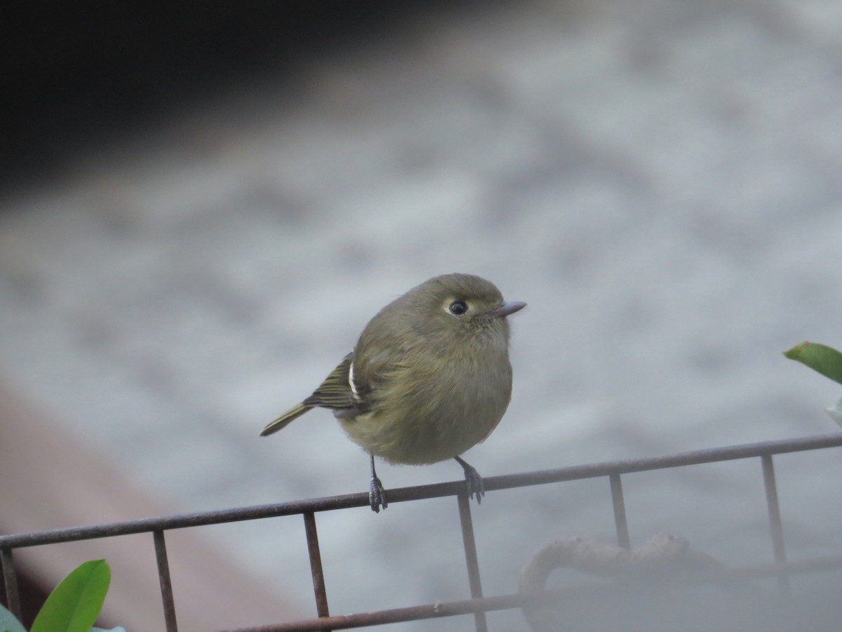 Hutton's Vireo - Sherry Meddick