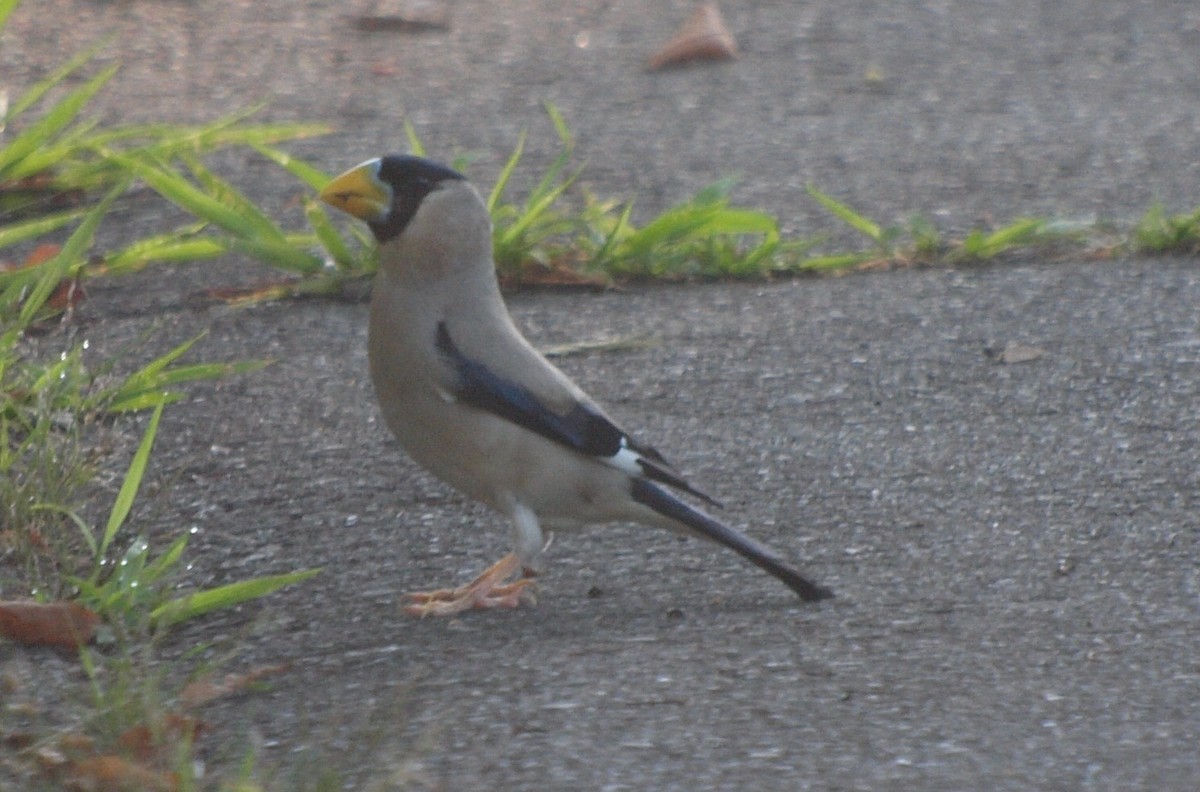 Japanese Grosbeak - ML124684891