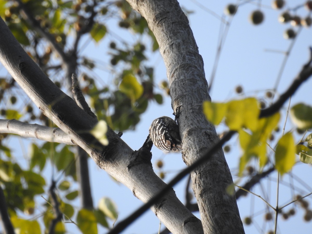 Gray-capped Pygmy Woodpecker - ML124685811