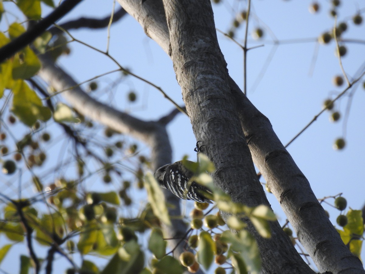 Gray-capped Pygmy Woodpecker - ML124685821