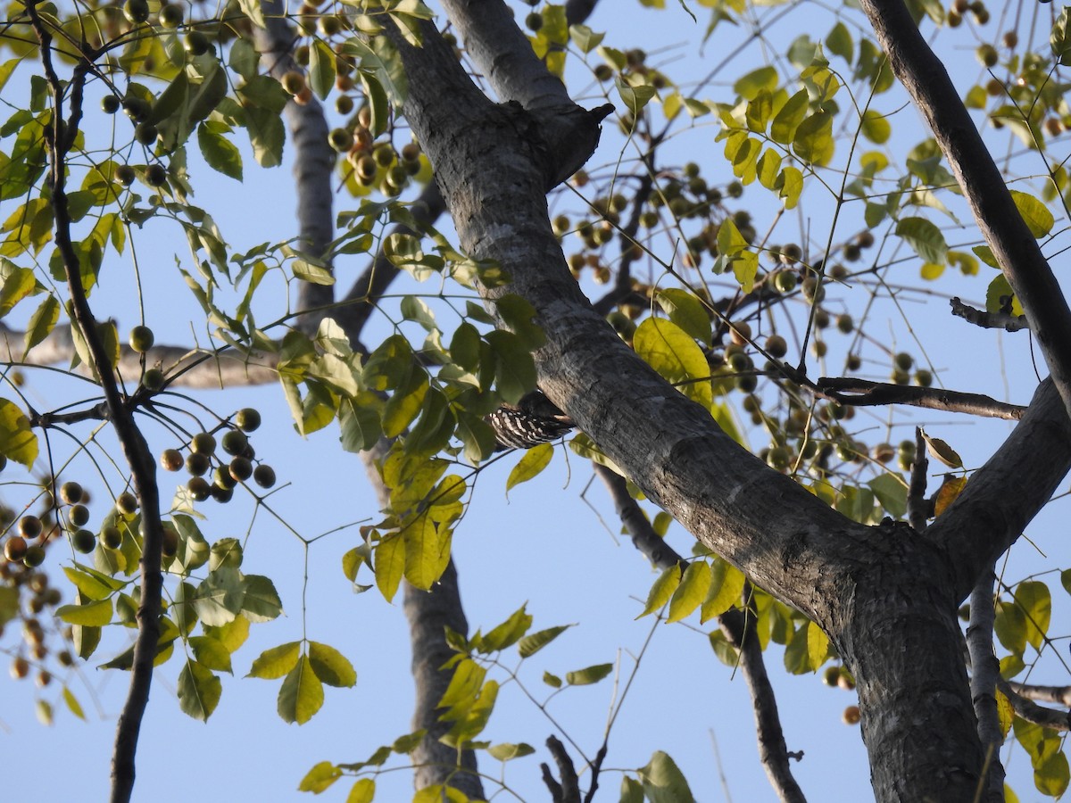 Gray-capped Pygmy Woodpecker - ML124685841