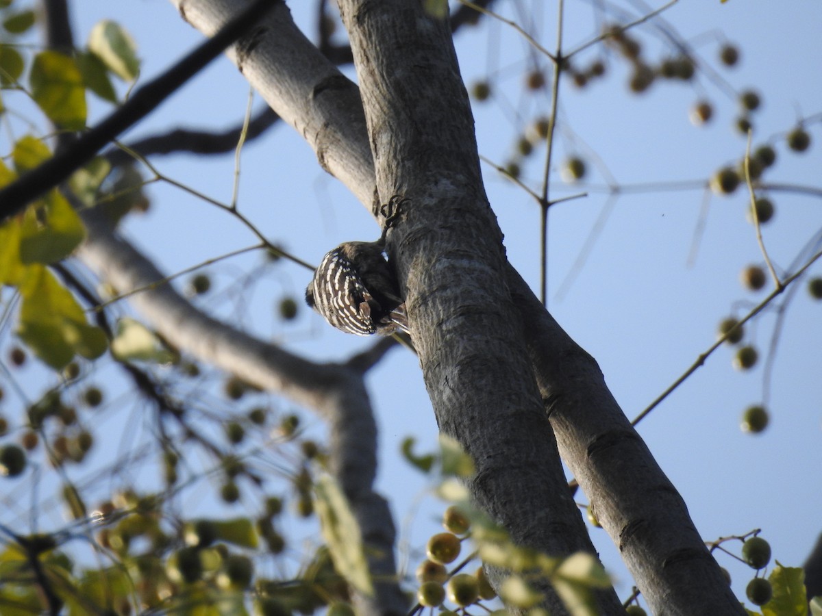Gray-capped Pygmy Woodpecker - ML124685851
