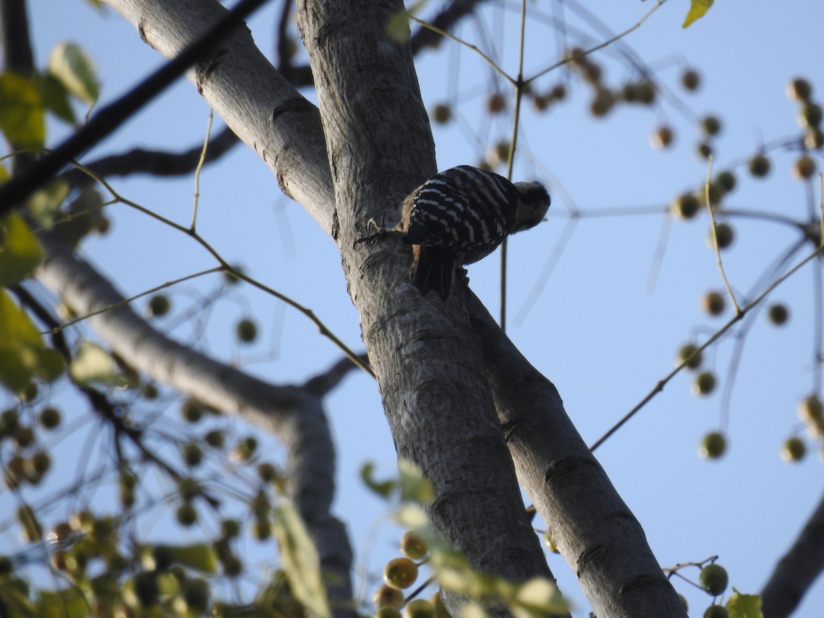Gray-capped Pygmy Woodpecker - ML124685871