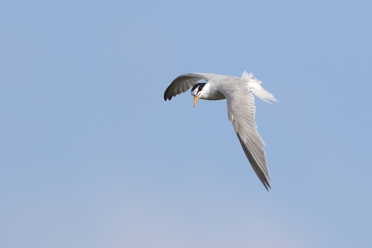 Little Tern - ML124687351