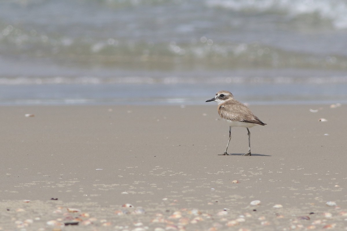 Greater Sand-Plover - Ohad Sherer