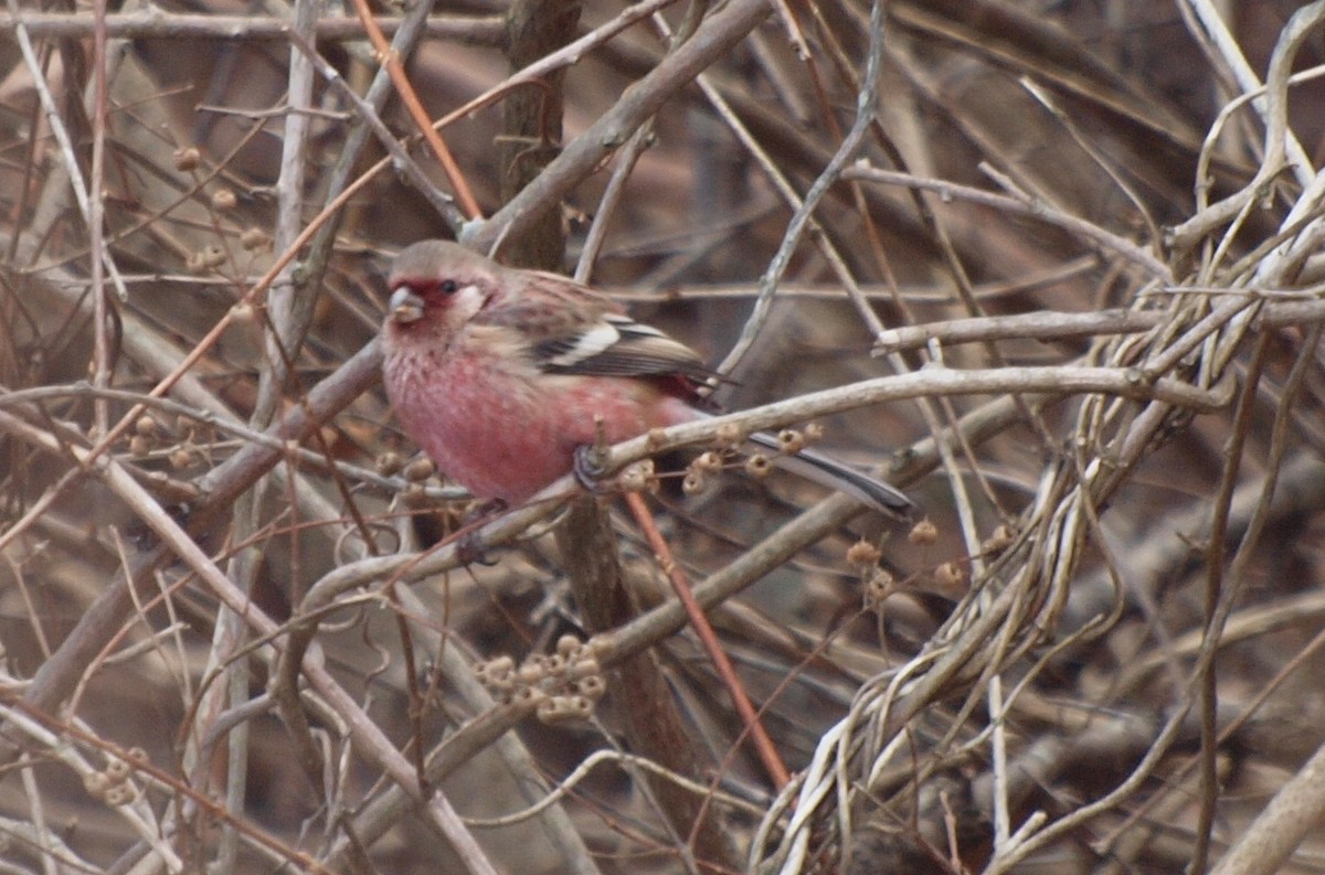 Long-tailed Rosefinch - Yoshio Akasaka