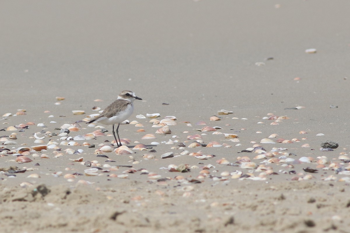 Kentish Plover (Kentish) - ML124687671